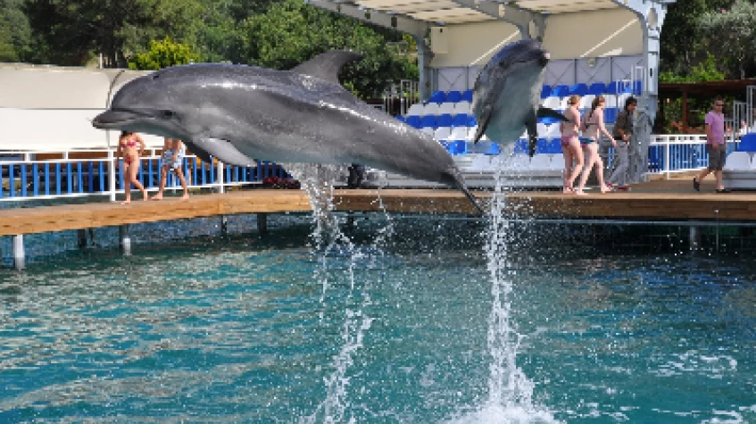 Bodrum Dolphin Show Tour