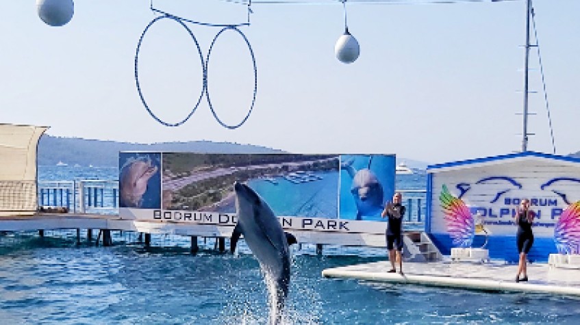 Bodrum Dolphin Show Tour photo 2