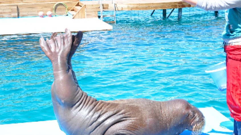 Bodrum Dolphin Show Tour photo 4