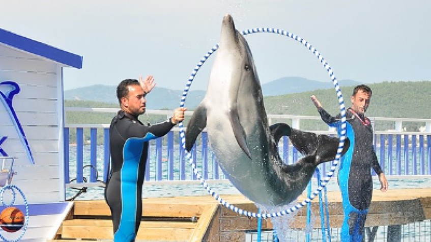 Bodrum Dolphin Show Tour photo 3