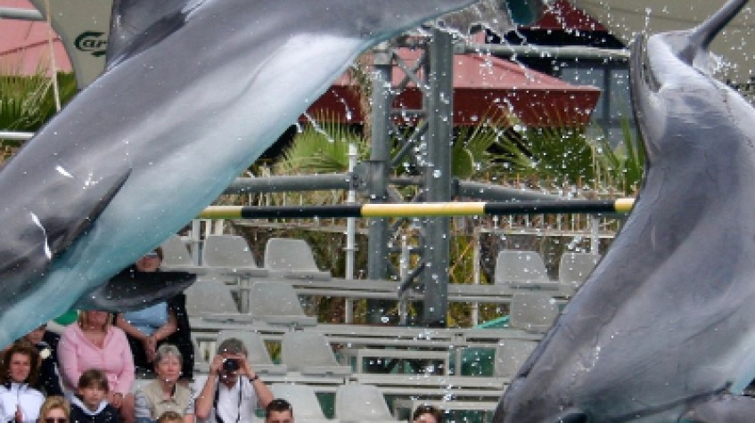 Bodrum Dolphin Show Tour photo 6