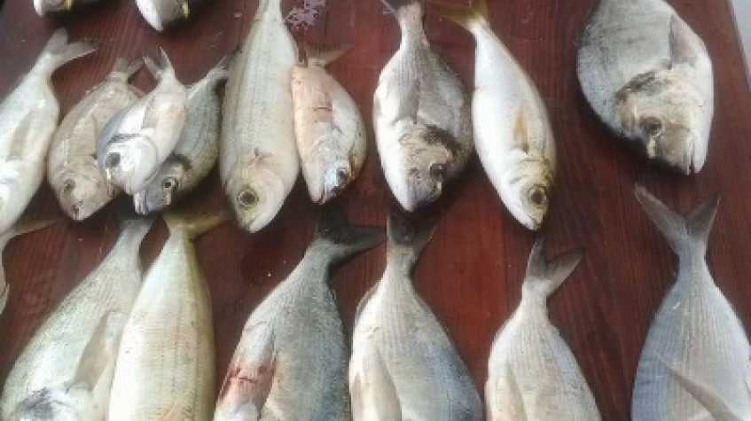 Daily Fishing Tour Bodrum photo 1