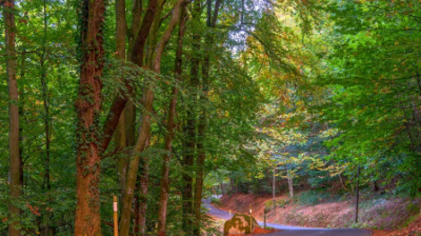 Full Day Outdoor Nature Tour / Rumeli Fortress, Belgrad Forest & More