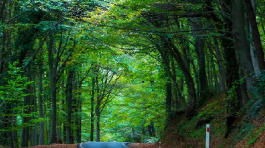 Full Day Outdoor Nature Tour / Rumeli Fortress, Belgrad Forest & More photo 9