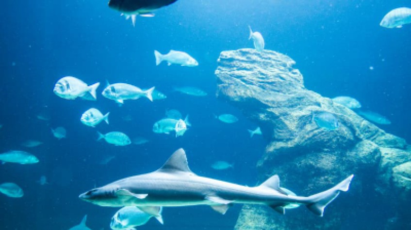 Entry Ticket Sea Life Istanbul photo 1