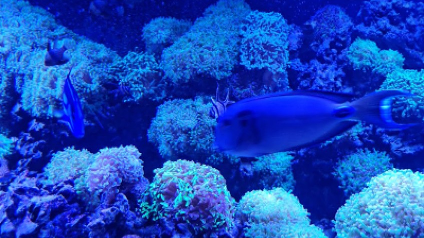 Entry Ticket Sea Life Istanbul photo 3