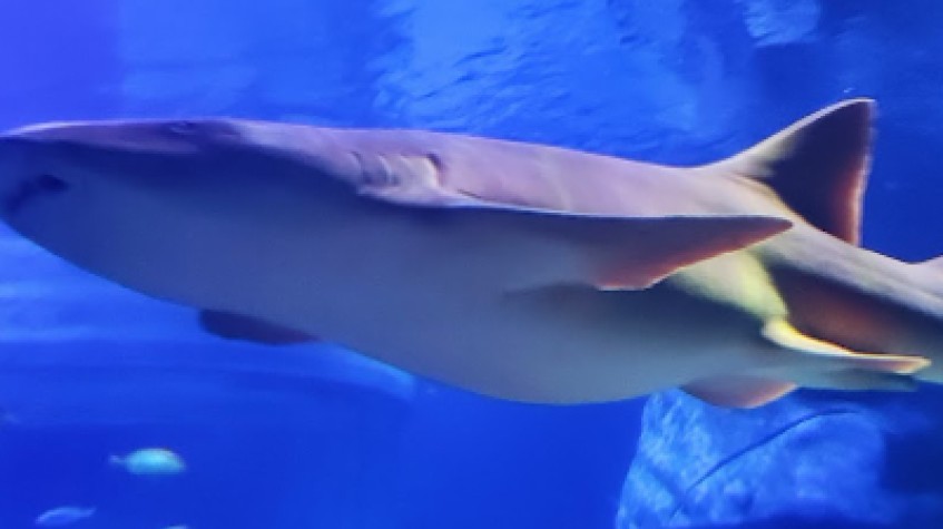 Entry Ticket Sea Life Istanbul photo 4