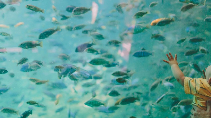 Entry Ticket Sea Life Istanbul photo 5