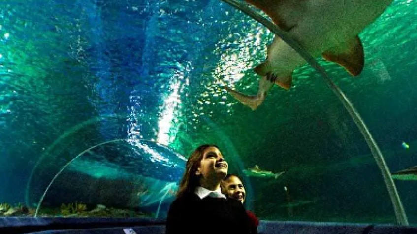 Entry Ticket Sea Life Istanbul photo 6