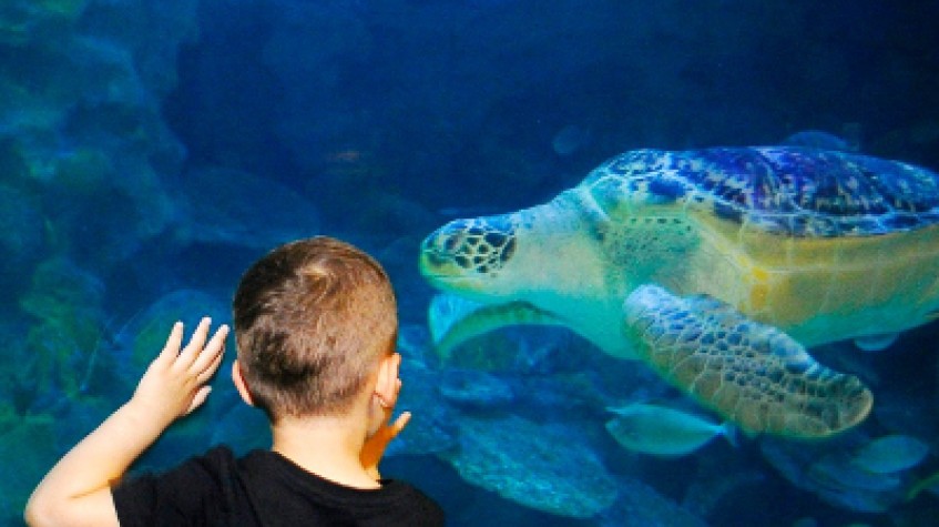 Entry Ticket Sea Life Istanbul photo 7